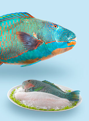 Fish Baramundi Natural