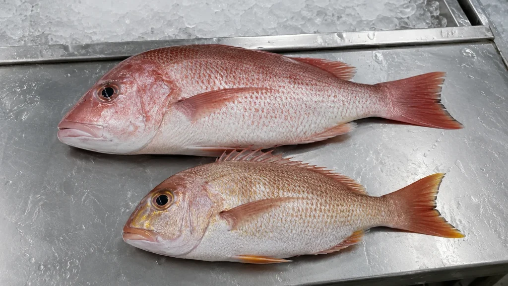 Pinjalo snapper and red snapper compared side by side on a chilled seafood inspection table.